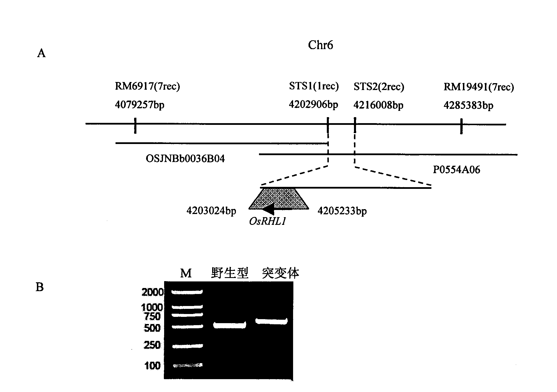 Rice fibril controlling gene OsRHL1 and uses thereof