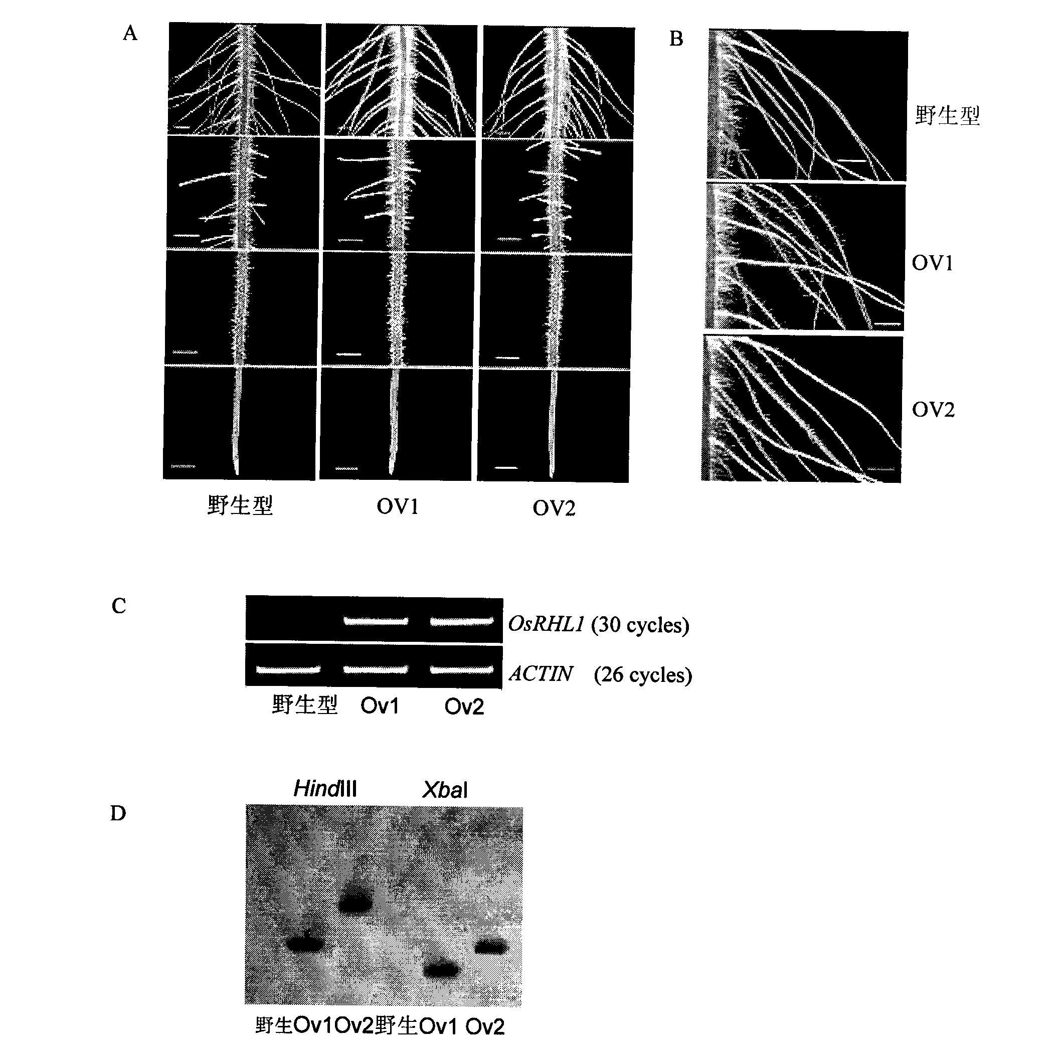 Rice fibril controlling gene OsRHL1 and uses thereof