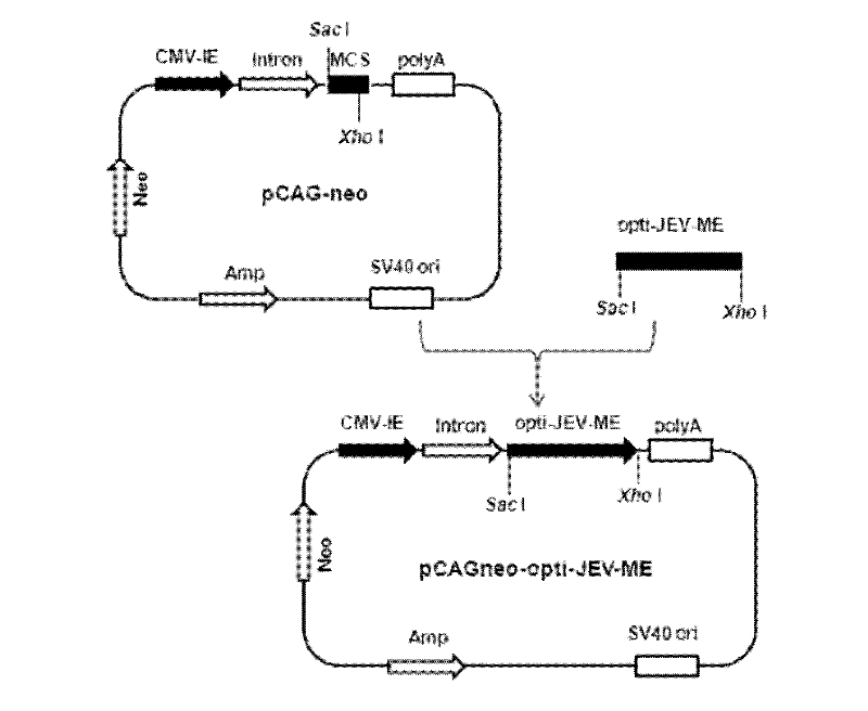 Recombinant baby hamster kidney (BHK) cell line capable of expressing encephalitis B virus PrM/M-E protein and application thereof