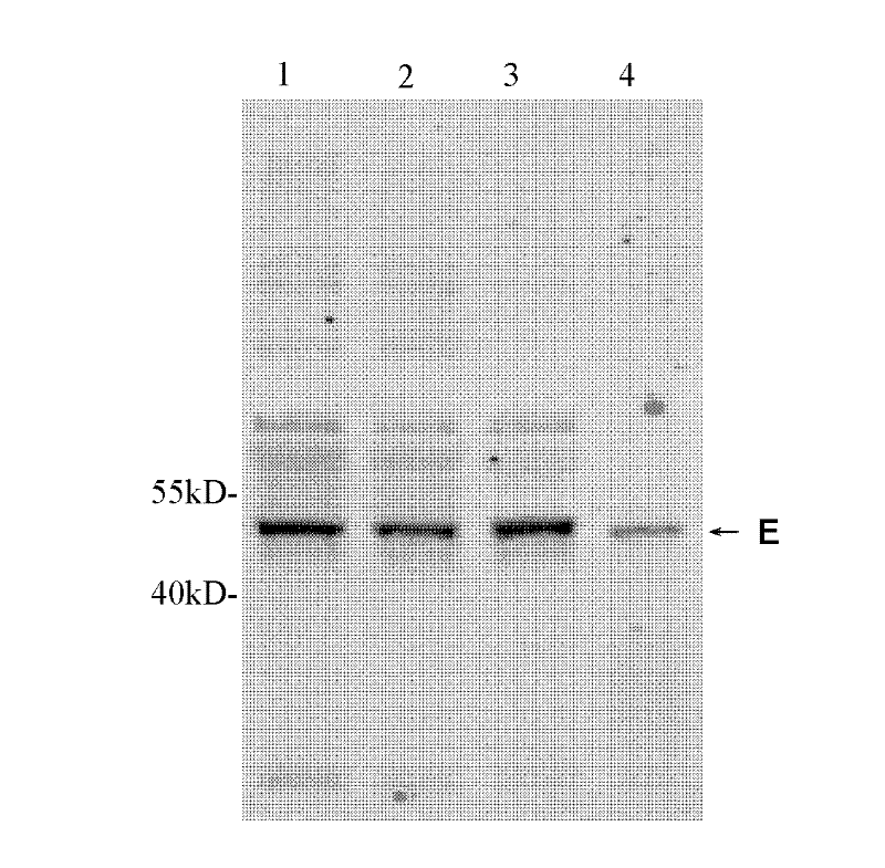 Recombinant baby hamster kidney (BHK) cell line capable of expressing encephalitis B virus PrM/M-E protein and application thereof