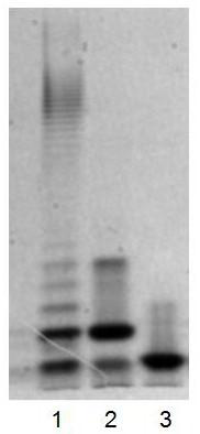 An attenuated strain of Salmonella choleraesuis and its preparation method and application