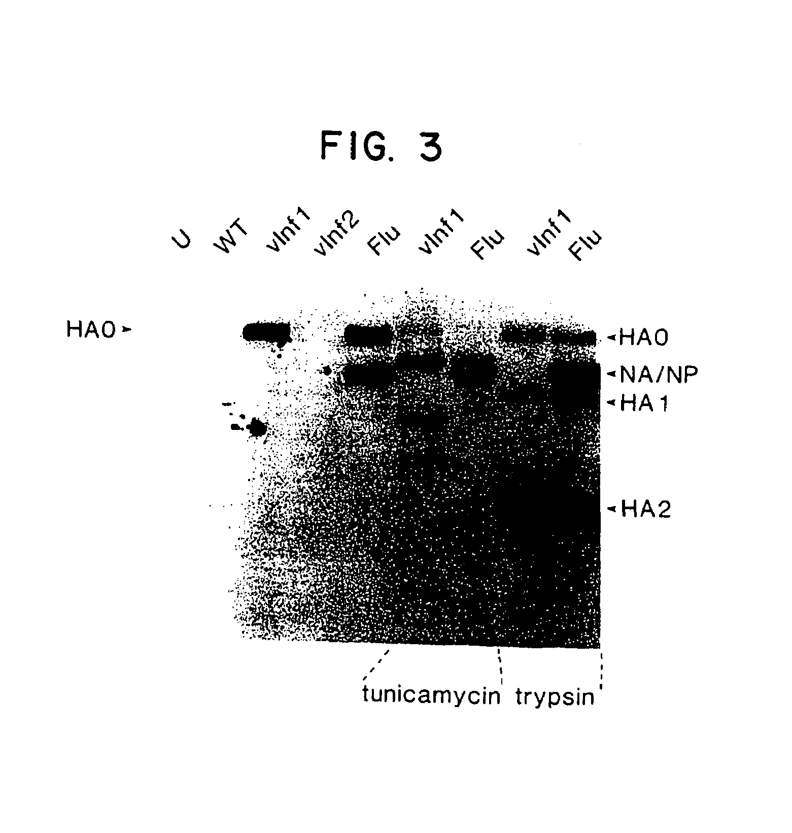 Compositions containing recombinant poxviruses having foreign DNA expressed under the control of poxvirus regulatory sequences