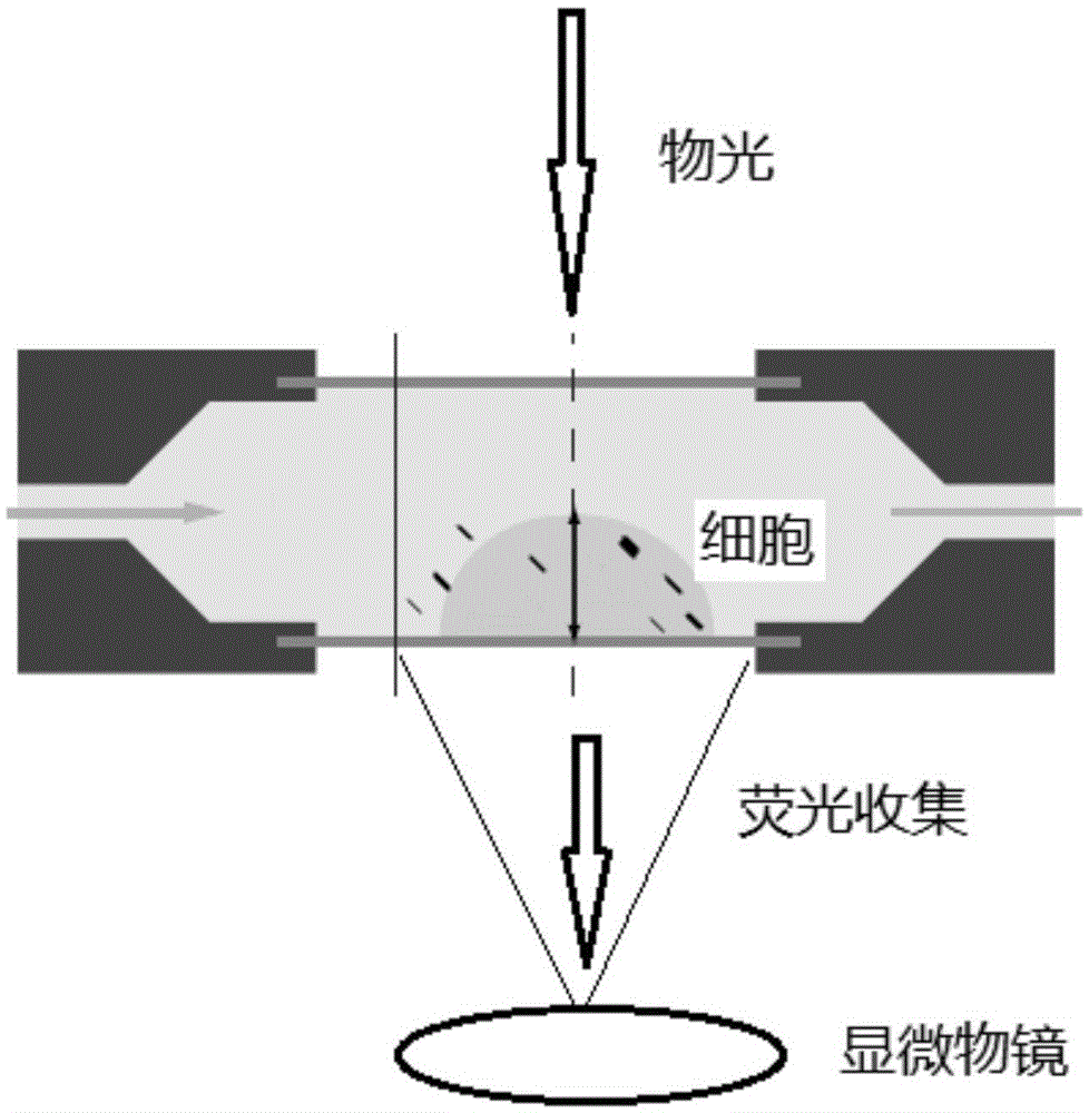 Transmissive Quantified Phase and Fluorescence Combined Imaging Microscopy