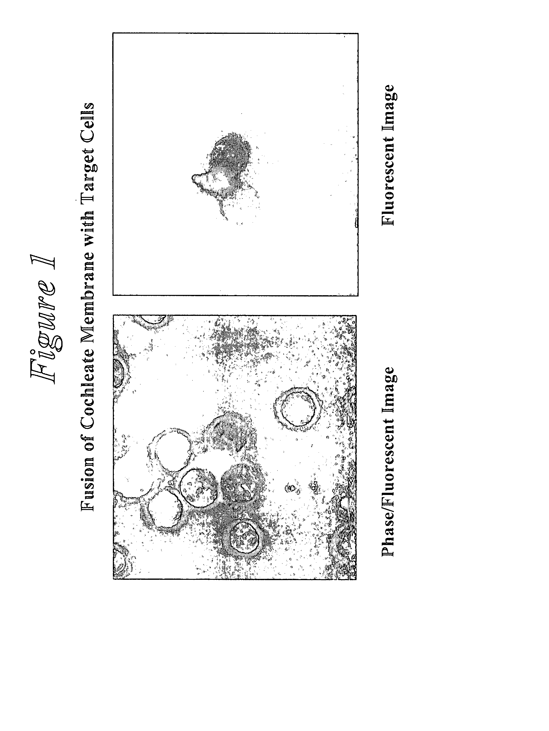 Novel encochleation methods, cochleates and methods of use