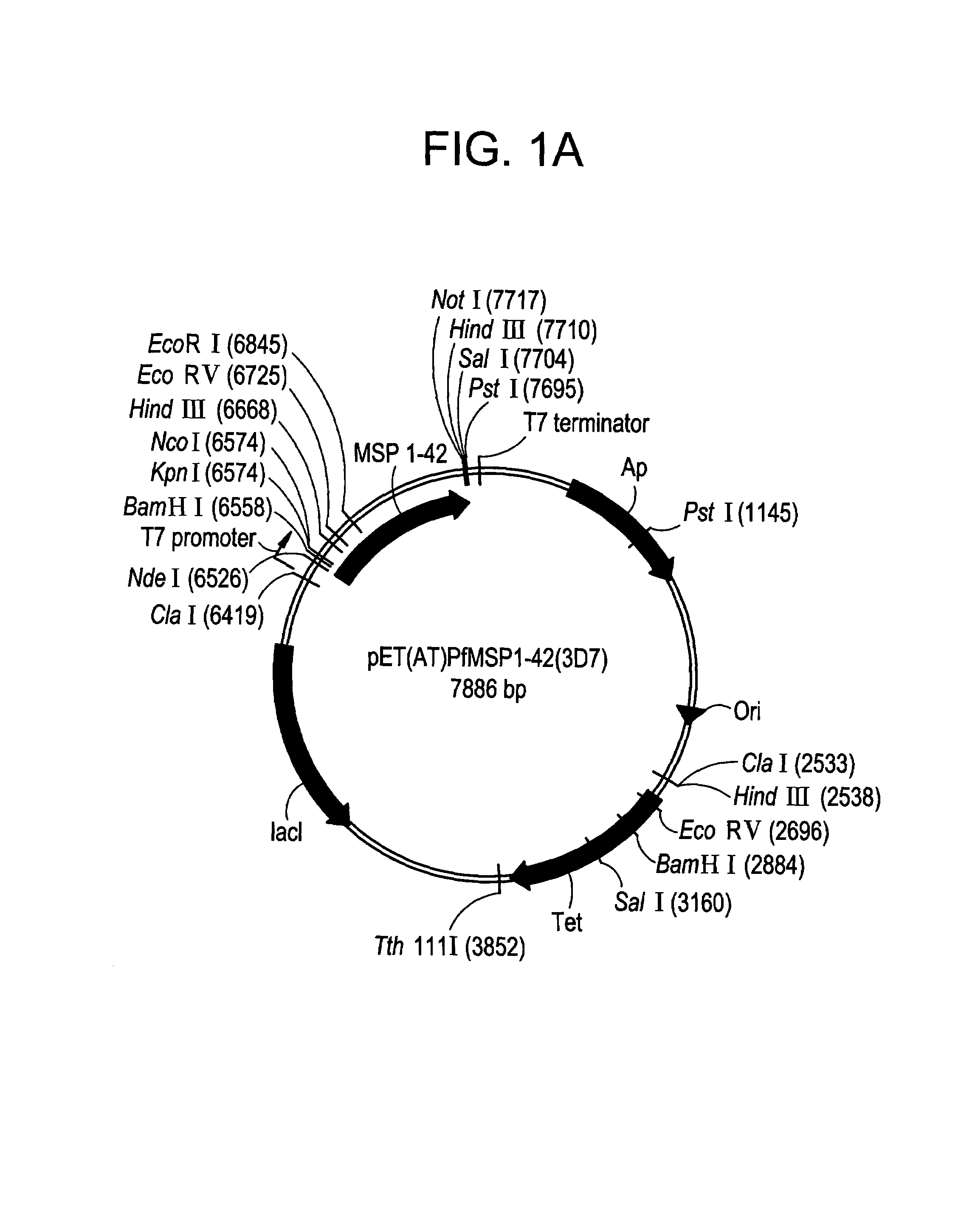 Recombinant P. falciparum merozoite protein-142 vaccine