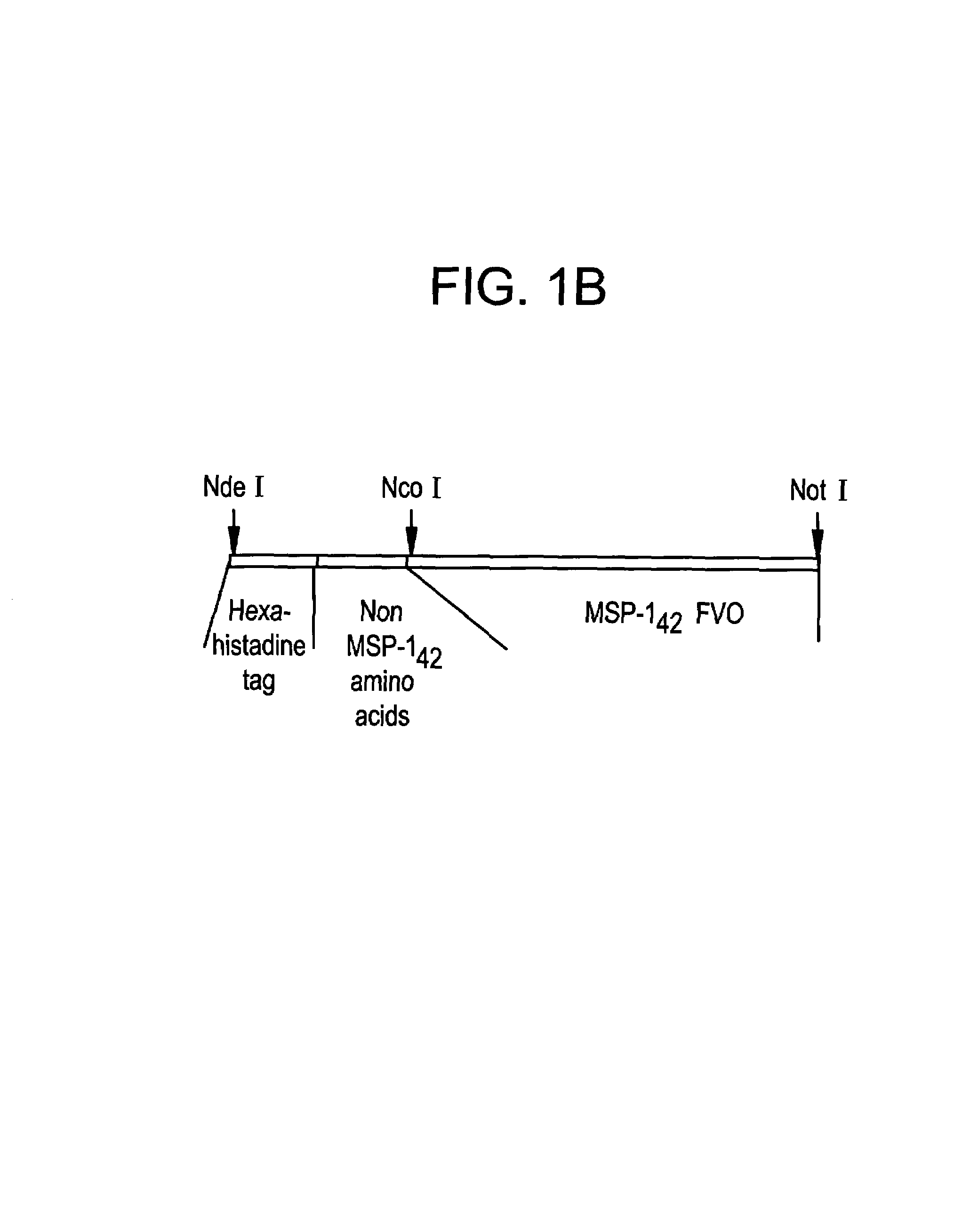 Recombinant P. falciparum merozoite protein-142 vaccine