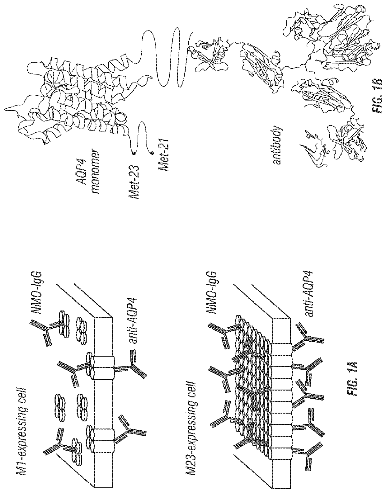 Compositions and methods for the treatment of neuromyelitis optica