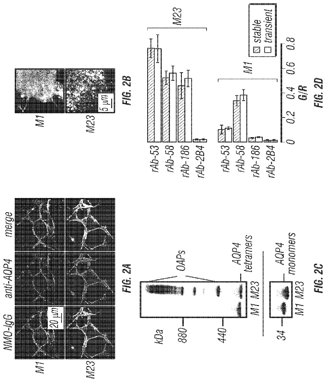 Compositions and methods for the treatment of neuromyelitis optica