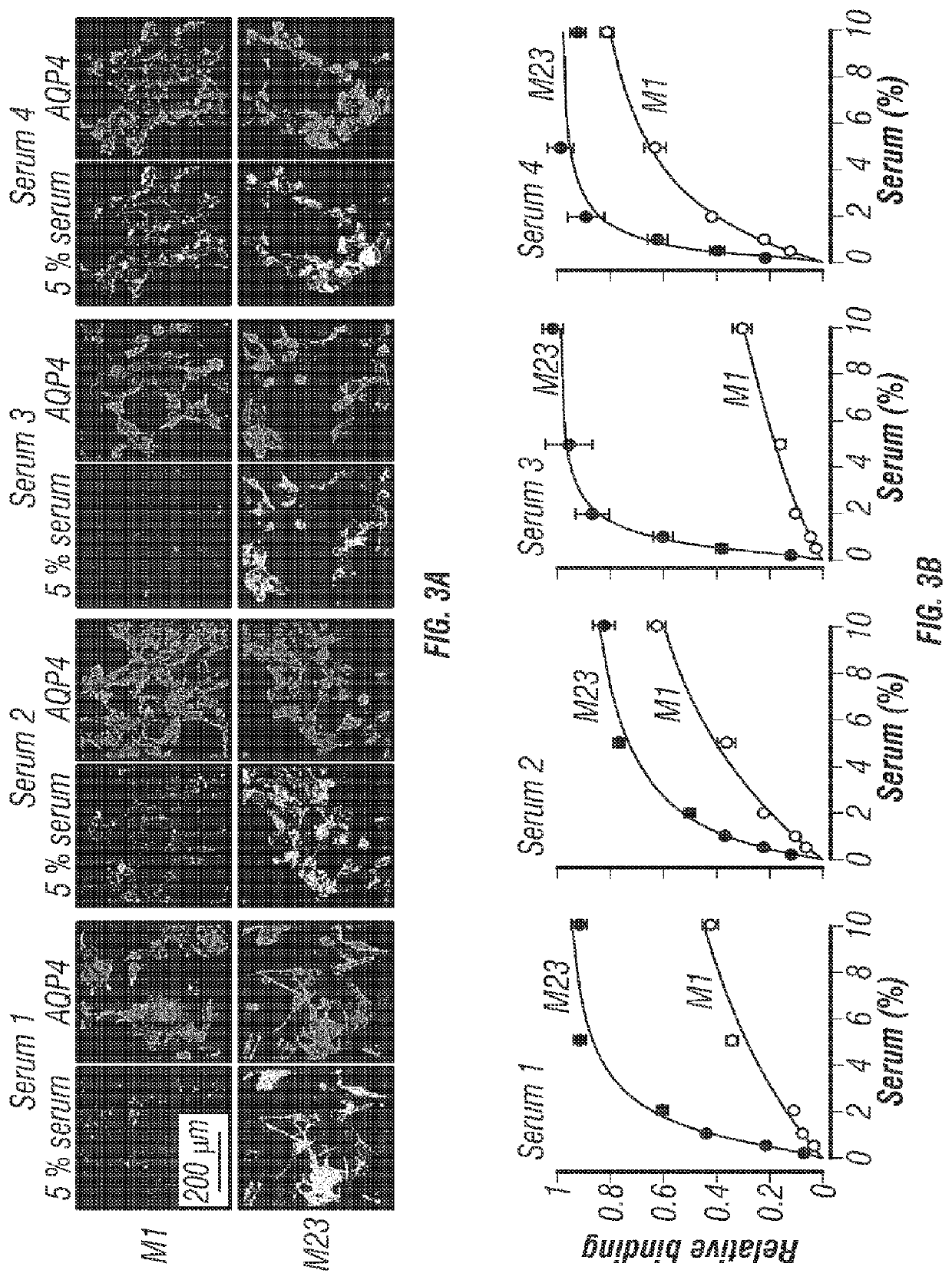 Compositions and methods for the treatment of neuromyelitis optica