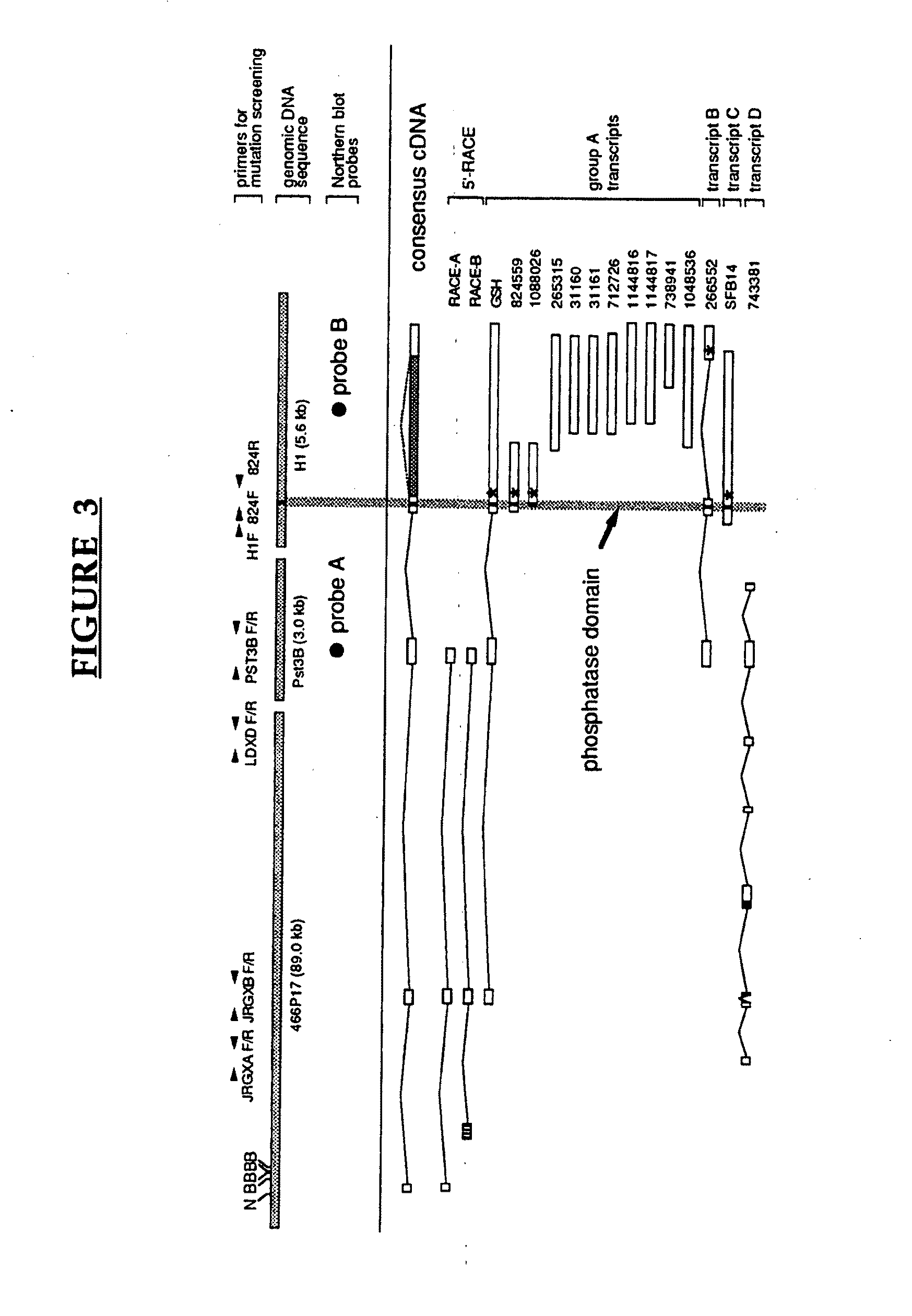 Lafora's disease gene