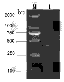 Diamondback moth peptidoglycan recognition protein, preparation method and application thereof