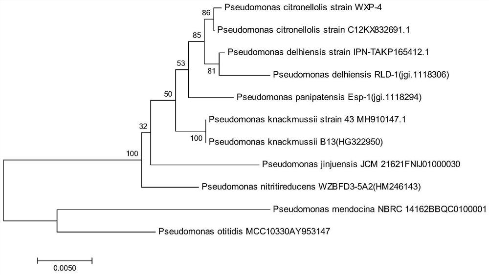 Pseudomonas luteolus wxp-4 and its application in denitrification