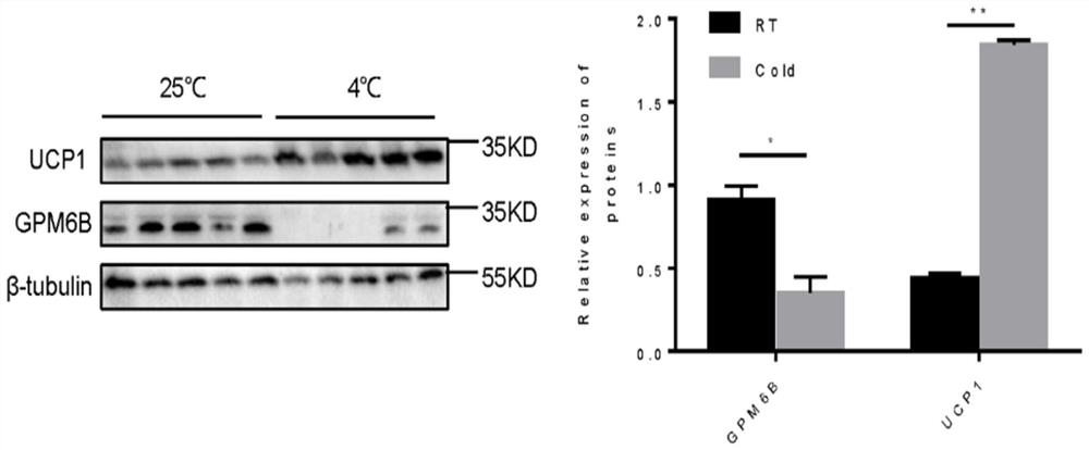 Application of GPM6B gene in regulation and control of activation of brown/beige fat