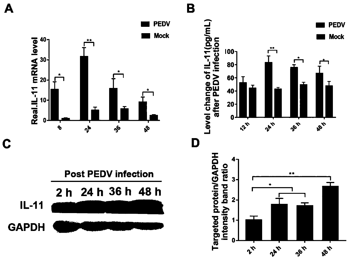 Purpose of porcine interleukin 11 in resisting porcine epidemic diarrhea virus infection