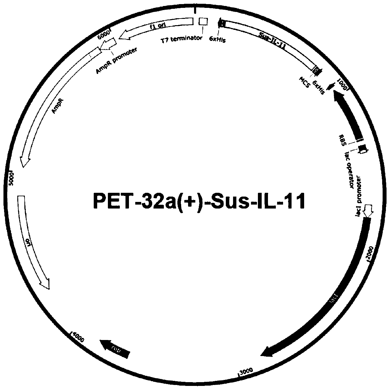 Purpose of porcine interleukin 11 in resisting porcine epidemic diarrhea virus infection