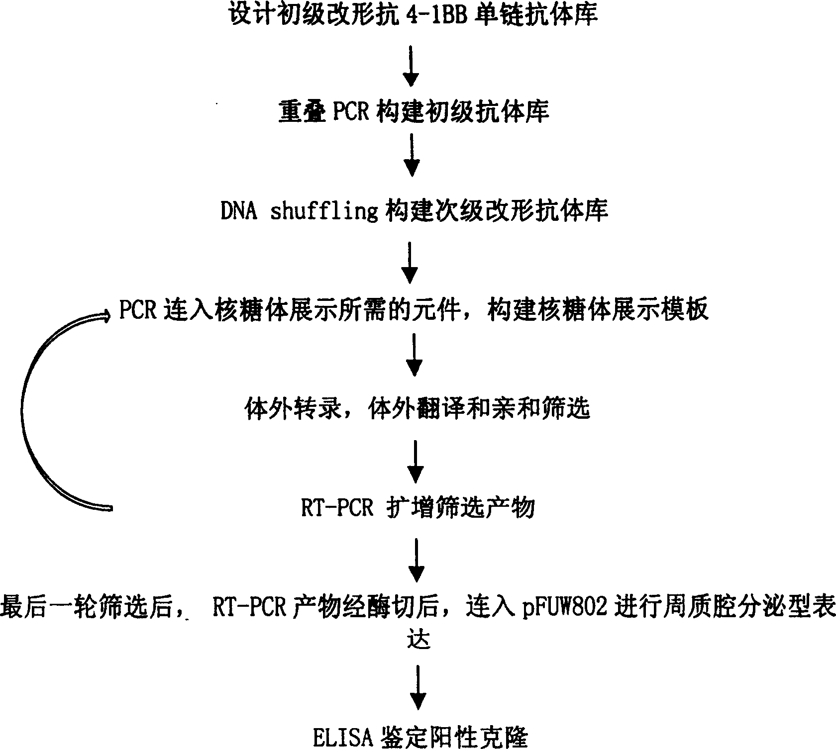 In vitro molecular directed evolution method for reshaping antibody