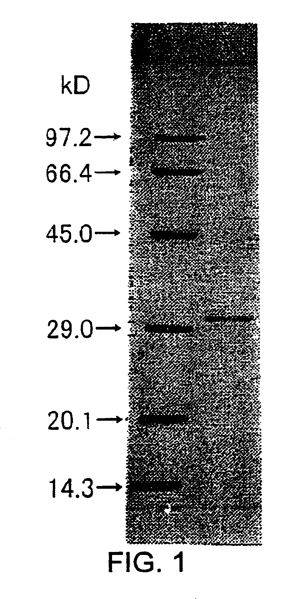 Carbonyl reductase, method for producing said enzyme, DNA encoding said enzyme, and method for producing alcohol using said enzyme