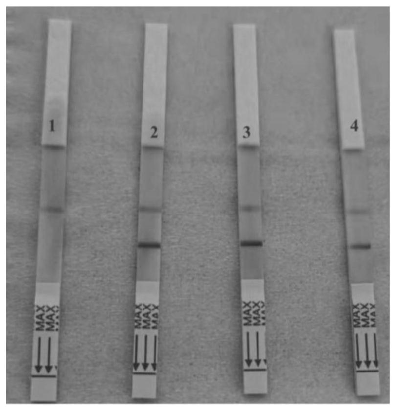 Primer set, probe, kit and detection method for detecting schistosoma japonicum intermediate host oncomelania