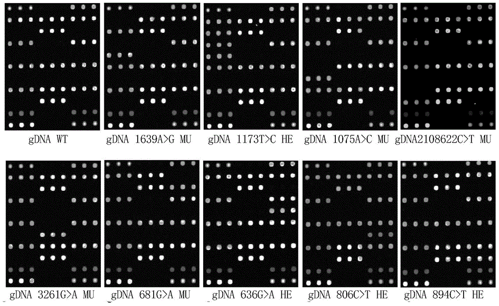 Kit used for detecting polymorphism of genes related to Warfarin and Clopidogrel personalized medication and application thereof