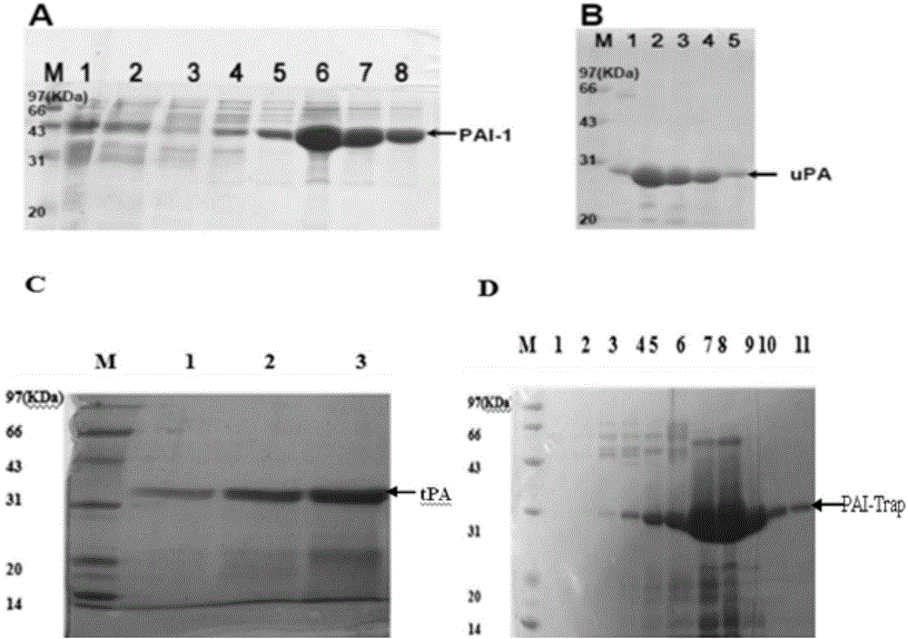 Recombinant PAI-1 inhibitor, composition containing recombinant PAI-1 inhibitor, and uses of recombinant PAI-1 inhibitor and composition in treatment and detection