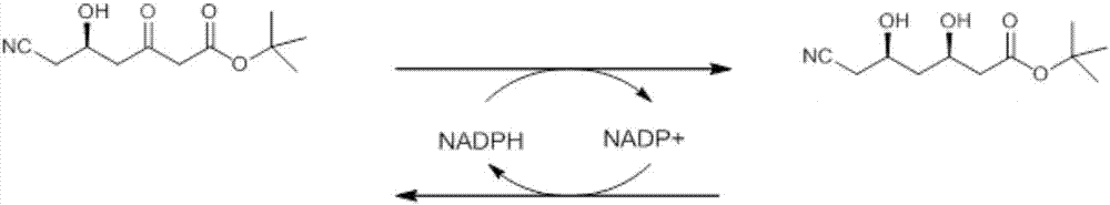 Carbonyl reductase, mutant and application of carbonyl reductase to preparation of statin synthetic intermediate