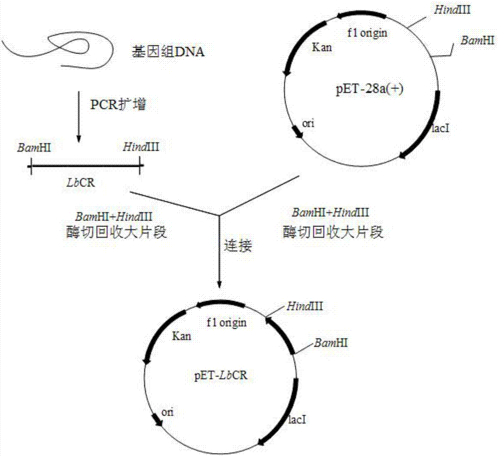 Carbonyl reductase, mutant and application of carbonyl reductase to preparation of statin synthetic intermediate