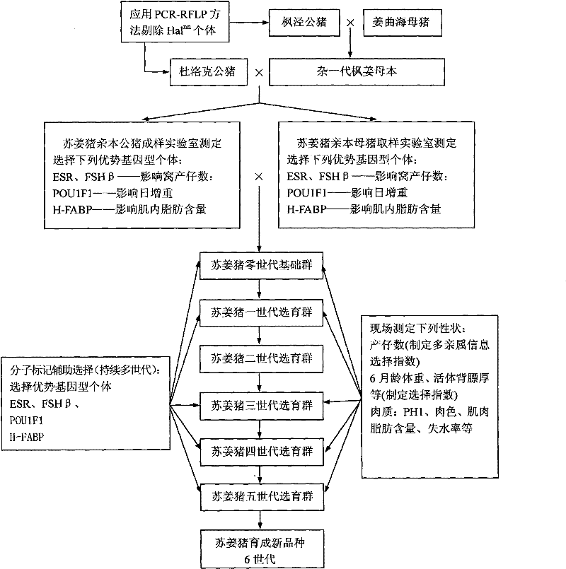 Method for breeding Sujiang pig variety