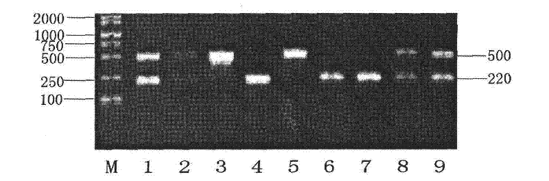 Method for breeding Sujiang pig variety