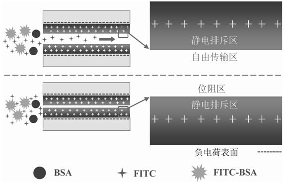 Micro-nanofluidic chip and method for achieving rapid fluorescent labeling of proteins