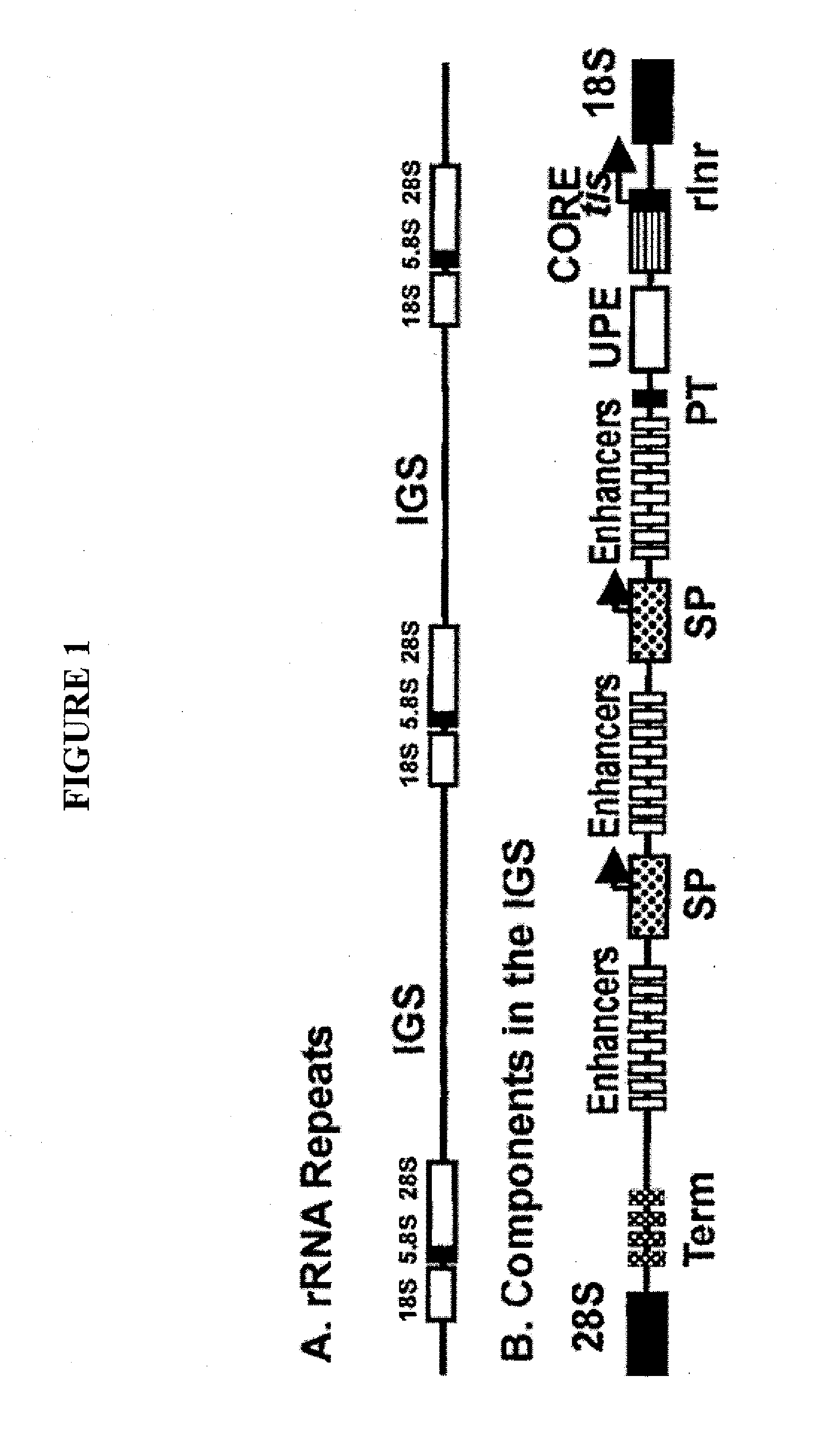 Nuclear based expression of genes for production of biofuels and process co-products in algae