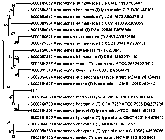 An aerobic denitrifying bacteria zj-17 and its application