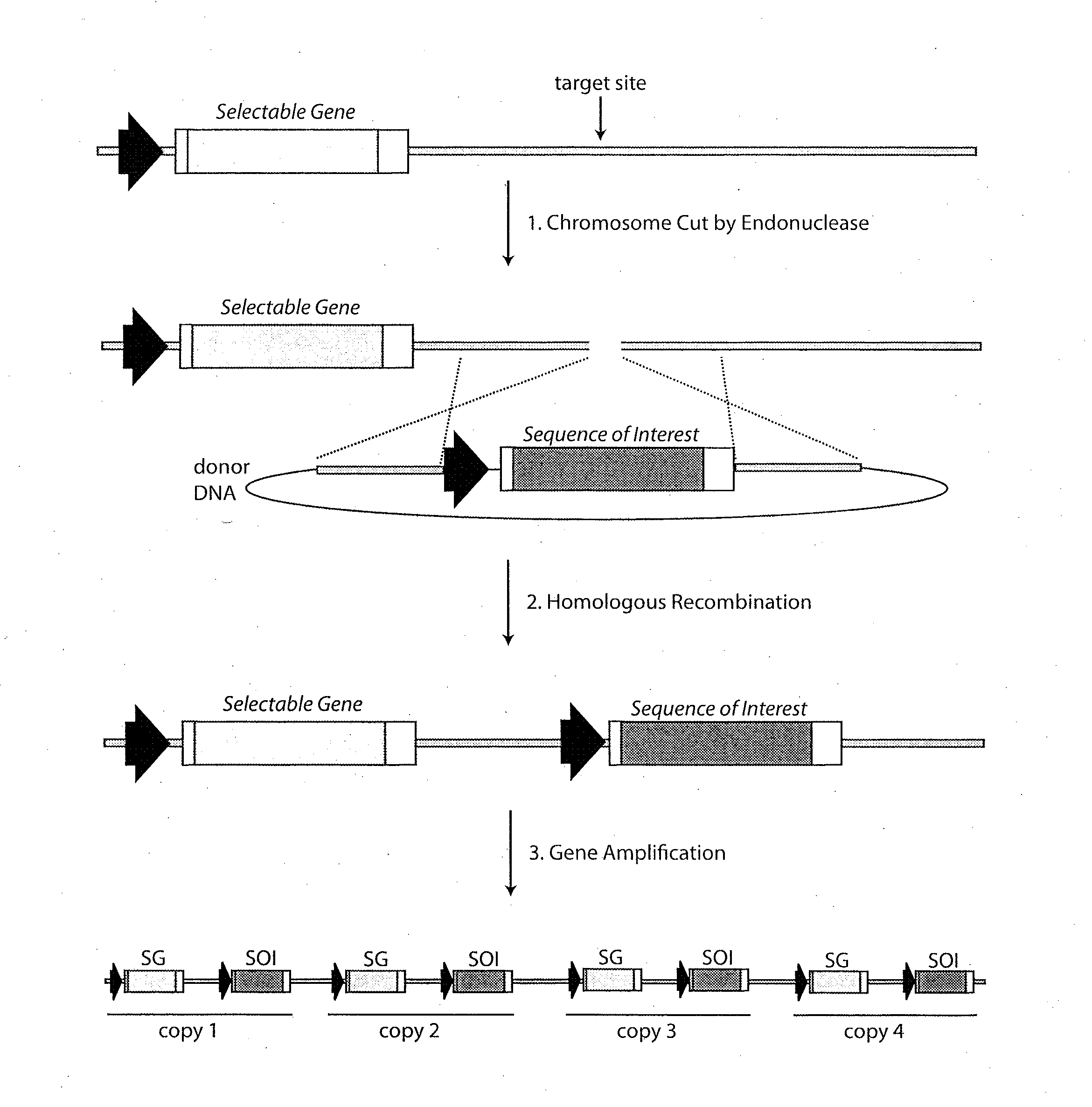 Methods and Products for Producing Engineered Mammalian Cell Lines With Amplified Transgenes