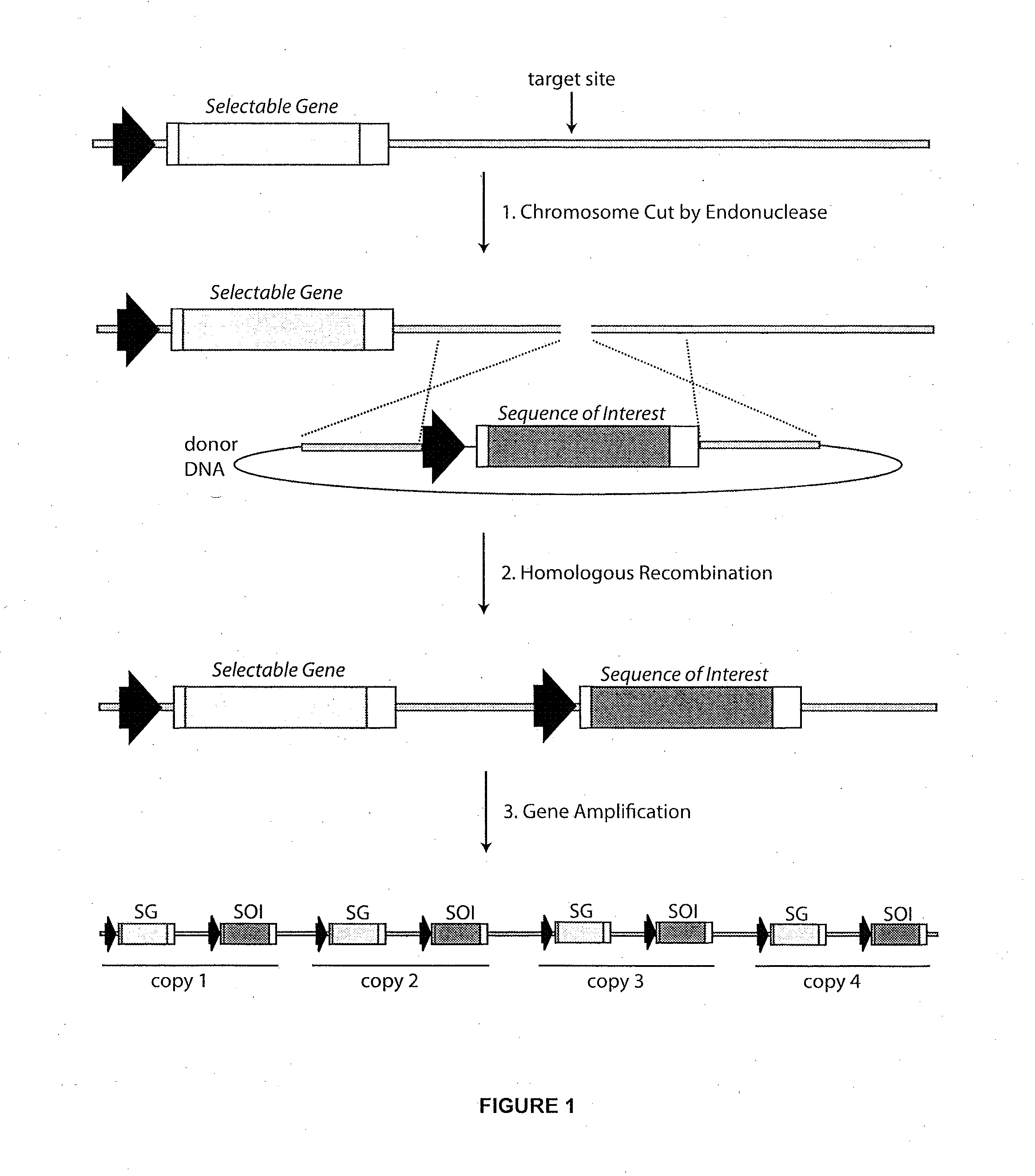 Methods and Products for Producing Engineered Mammalian Cell Lines With Amplified Transgenes