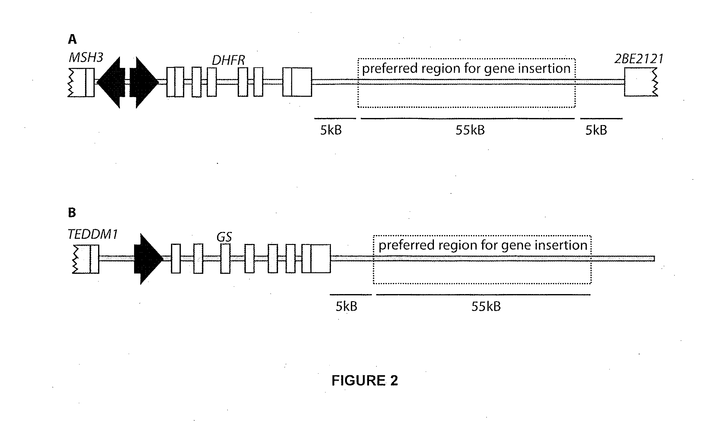 Methods and Products for Producing Engineered Mammalian Cell Lines With Amplified Transgenes