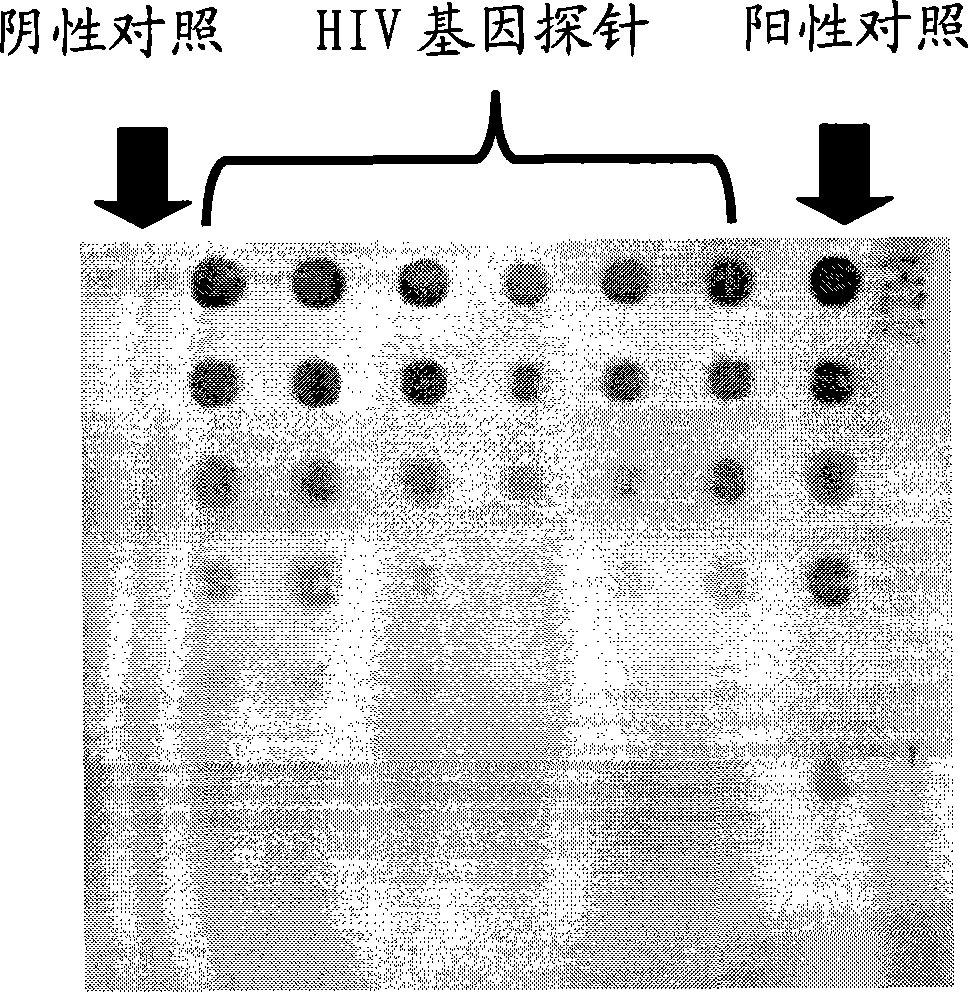 HIV gene detecting chip and its preparation process