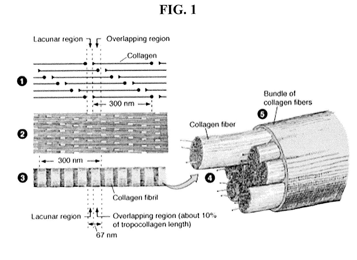 Composite biofabricated material