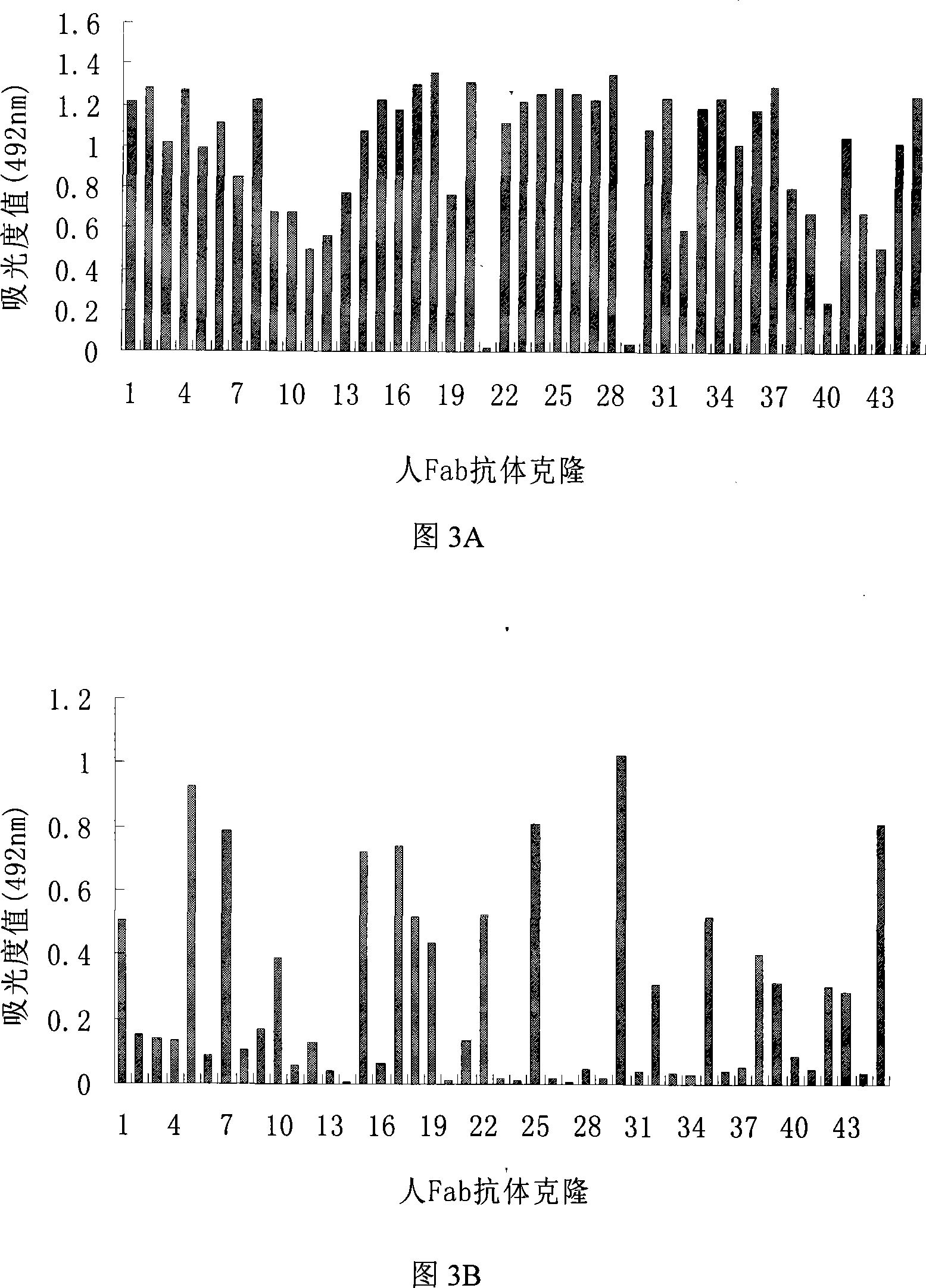 Gene engineering antibody of human source neutrality for anti virus H5N1 of bird flu