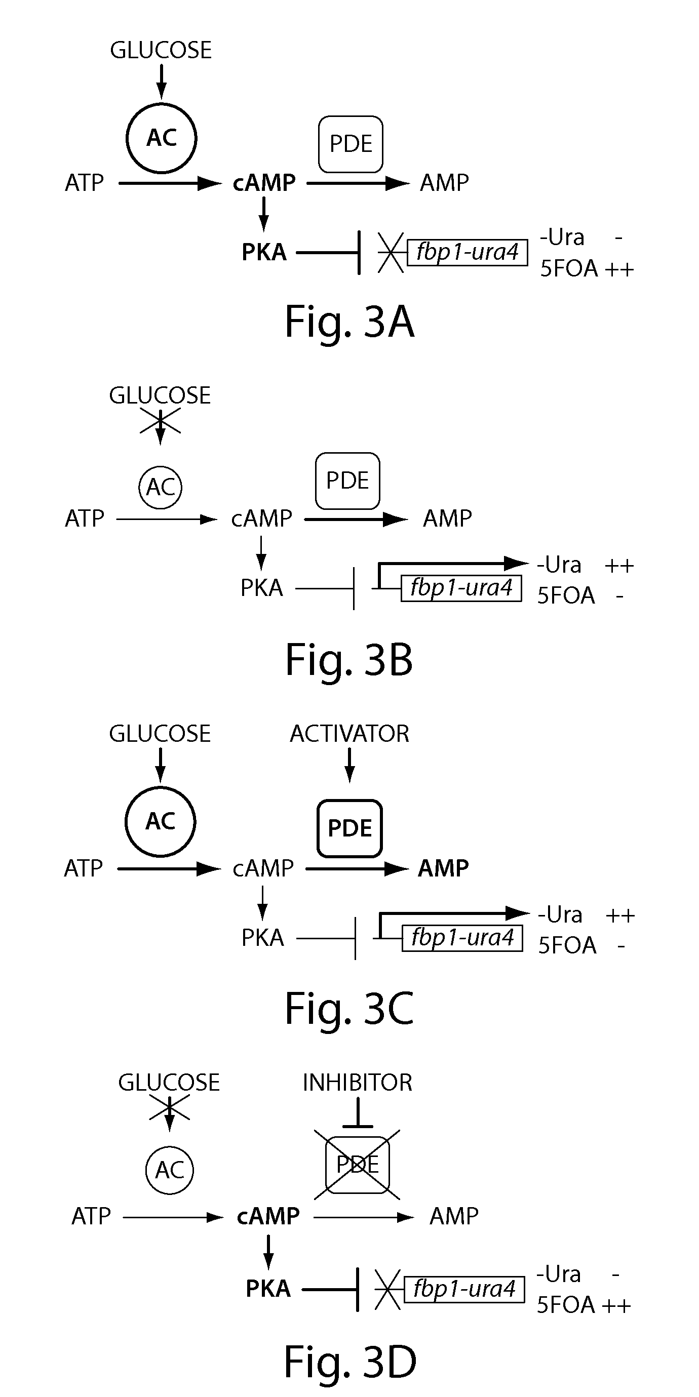 Inhibitors of cyclic amp phosphodiesterases