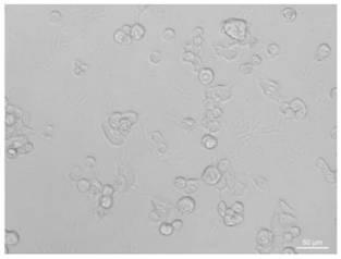 Preparation method of mesoporous silicon dioxide nanomaterial with fluorescent imaging and drug loading functions