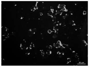 Preparation method of mesoporous silicon dioxide nanomaterial with fluorescent imaging and drug loading functions