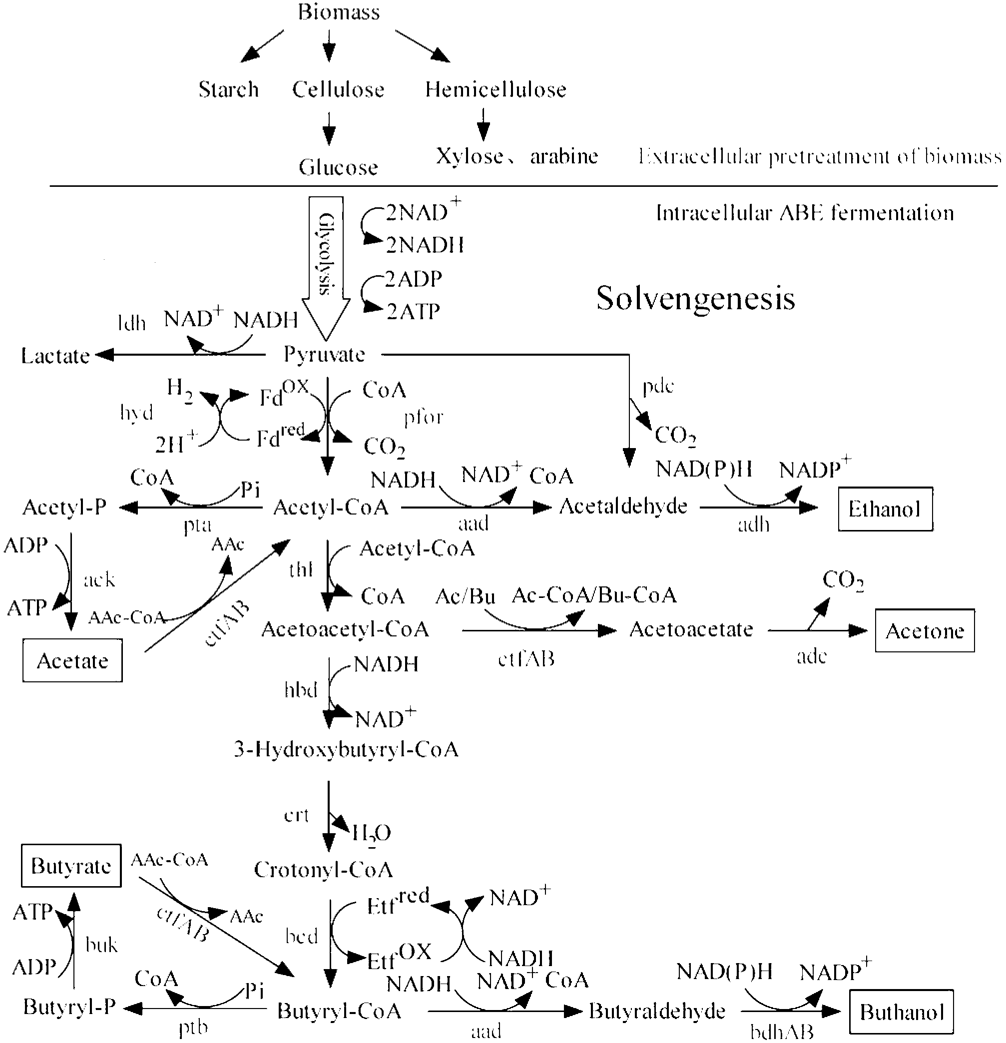 Recombinant strain for high yield of butanol and construction method thereof