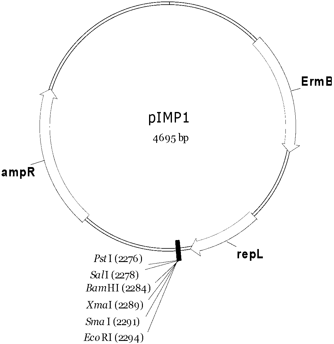 Recombinant strain for high yield of butanol and construction method thereof