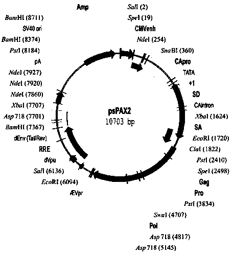 A fusion gene betatrcp-cypa capable of inhibiting HIV-1 and its construction method