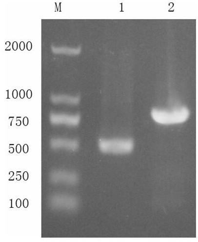 A fusion gene betatrcp-cypa capable of inhibiting HIV-1 and its construction method