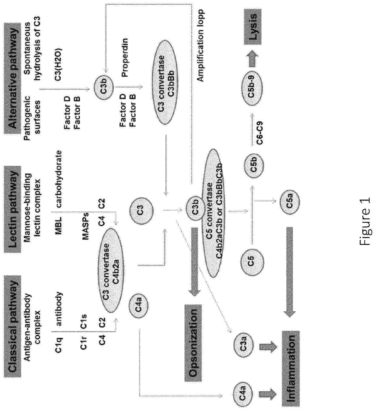 Anti-factor D antibodies and uses thereof