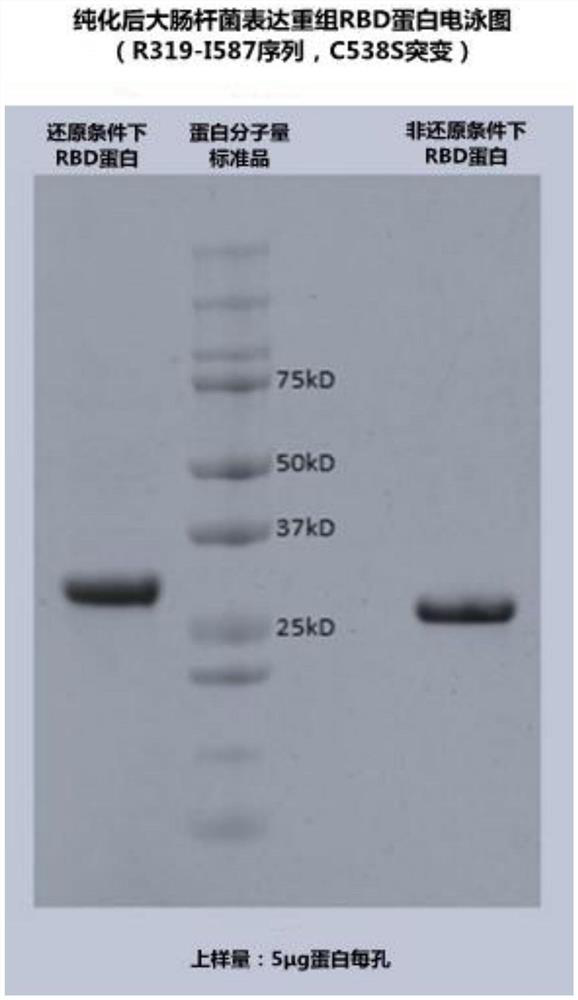 Bifunctional antigen as well as preparation method and application thereof