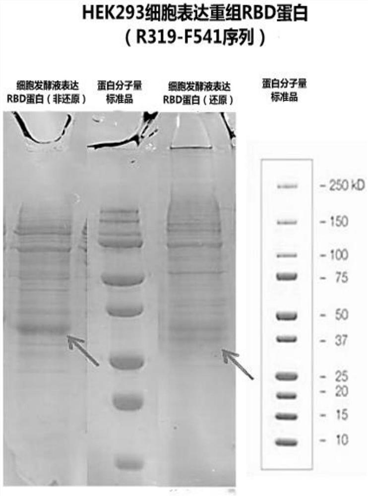 Bifunctional antigen as well as preparation method and application thereof