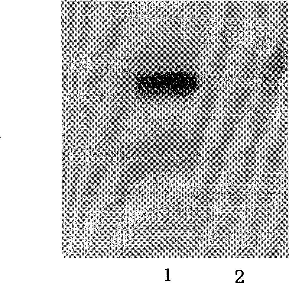 Cocaine-and amphetamine-regulated transcript peptides single-chain antibody and application thereof