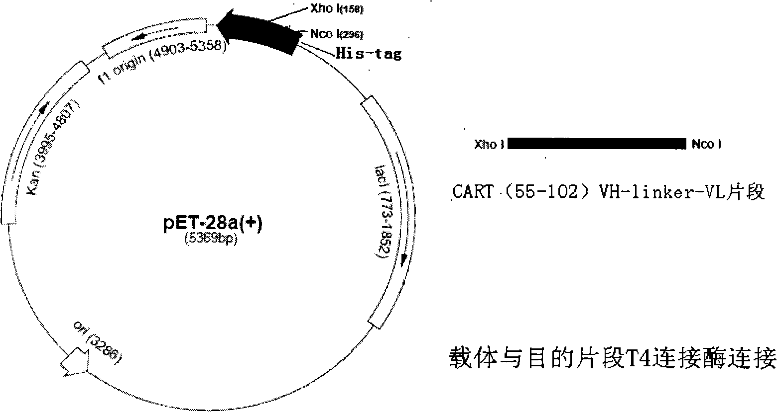 Cocaine-and amphetamine-regulated transcript peptides single-chain antibody and application thereof