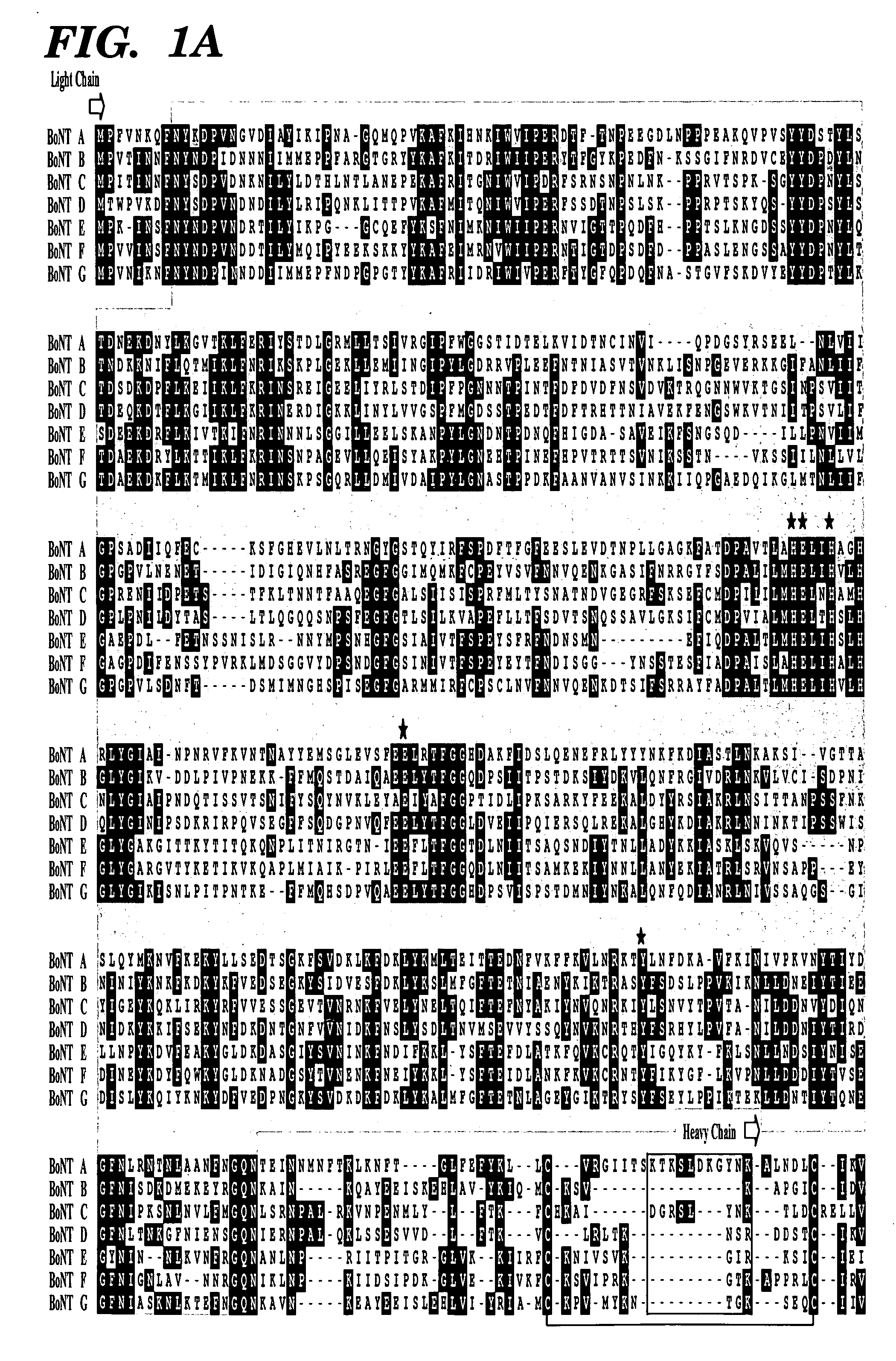 Genetically engineered clostridial genes, proteins encoded by the engineered genes, and uses thereof